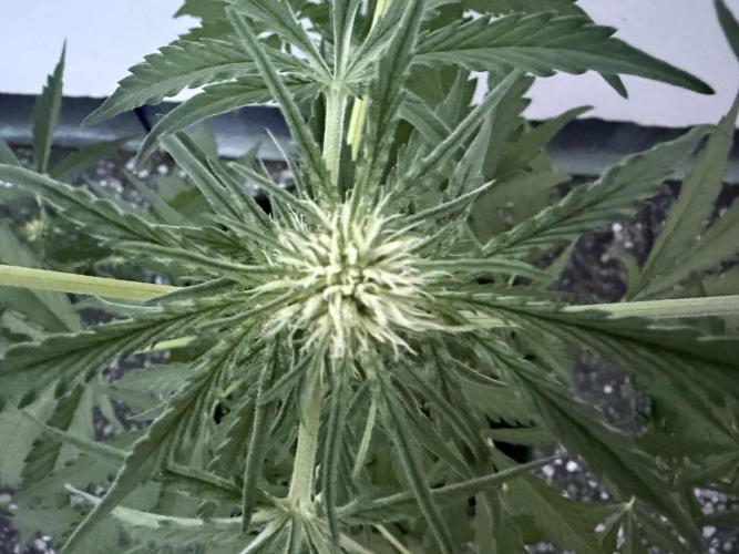Guava Runtz Auto - Outdoor Diary 2026. Week 6