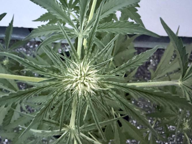Guava Runtz Auto - Outdoor Diary 2026. Week 6