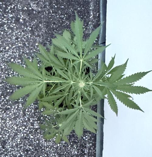 Guava Runtz Auto - Outdoor Diary 2026. Week 6
