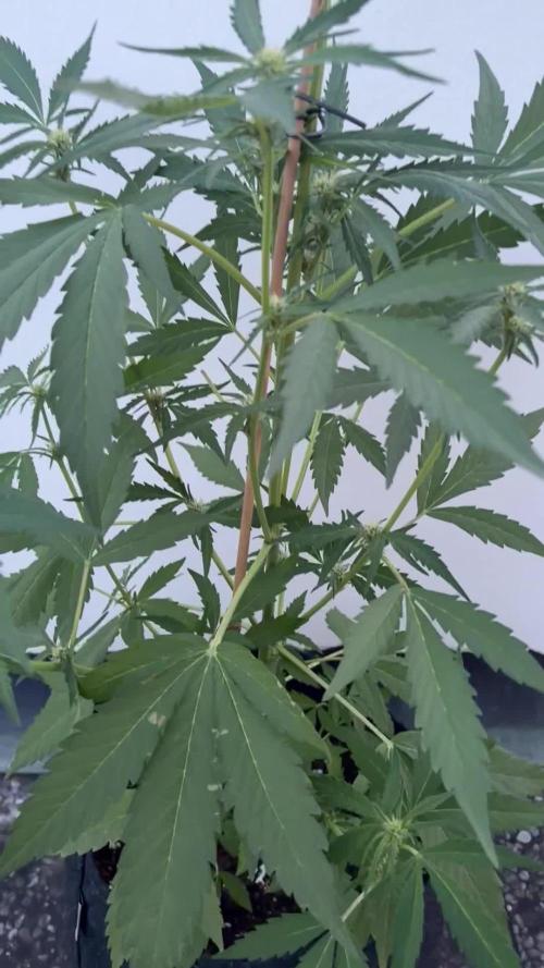 Banana Guava - Outdoor Diary 2026