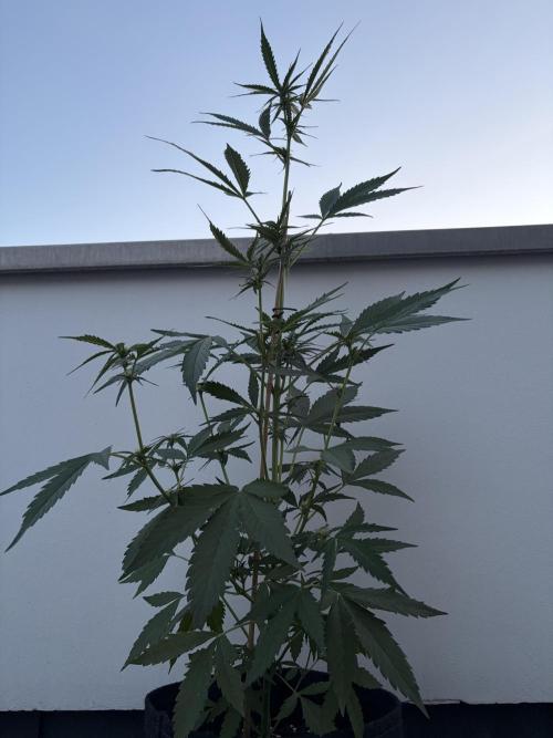 Banana Guava - Outdoor Diary 2026. Week 6
