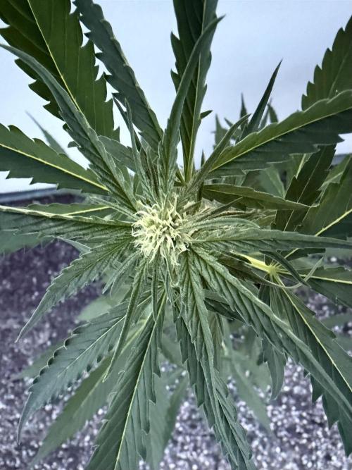 Banana Guava - Outdoor Diary 2026. Week 6