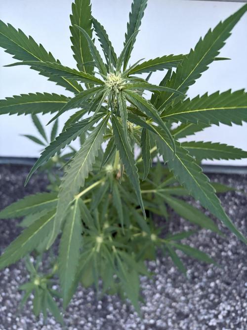 Banana Guava - Outdoor Diary 2026. Week 6