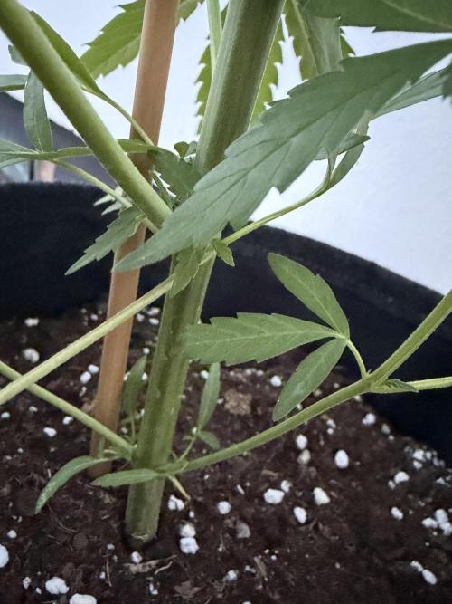 Banana Guava - Outdoor Diary 2026. Week 6