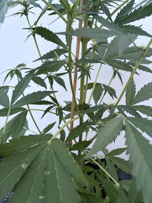 Banana Guava Auto. Week 6