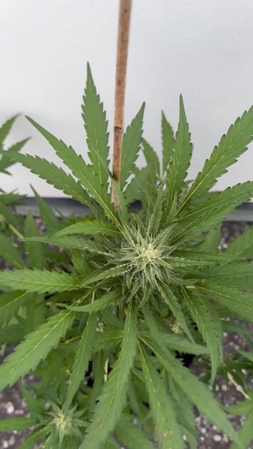 Guava Sundae Auto - Outdoor Diary 2026