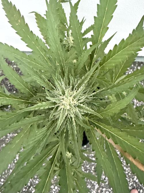 Guava Sundae Auto - Outdoor Diary 2026. Week 7