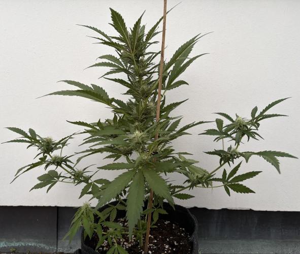 Guava Sundae Auto - Outdoor Diary 2026. Week 7