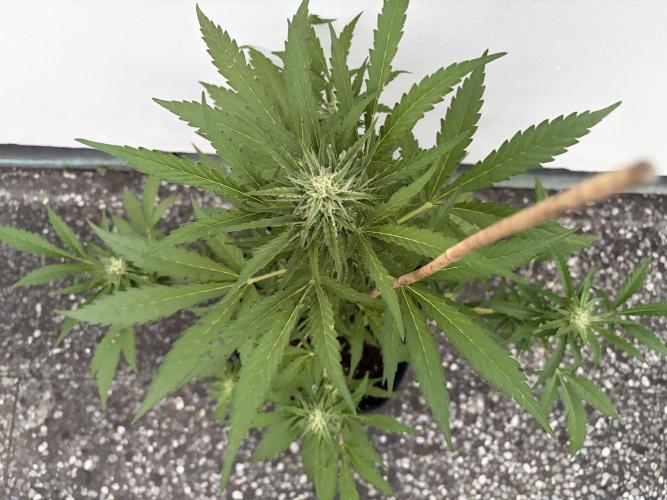 Guava Sundae Auto - Outdoor Diary 2026. Week 7