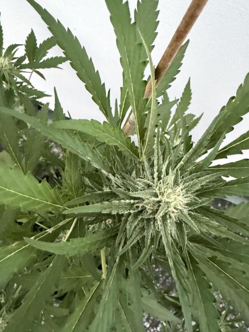 Guava Sundae Auto - Outdoor Diary 2026. Week 7
