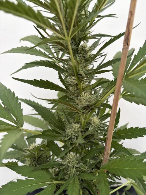 Guava Sundae Auto. Week 7