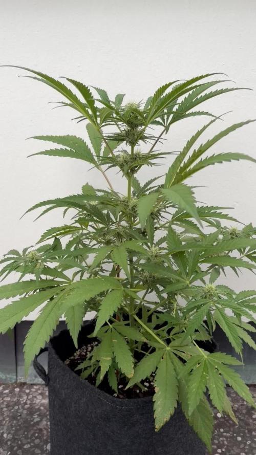 Guava Runtz Auto - Outdoor Diary 2026