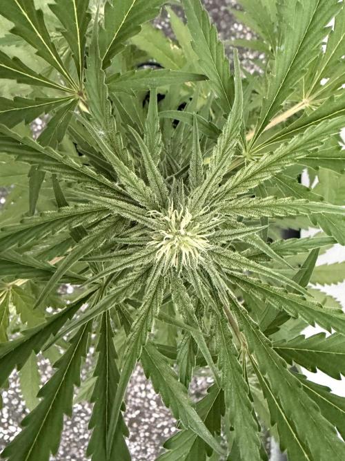 Guava Runtz Auto - Outdoor Diary 2026. Week 7