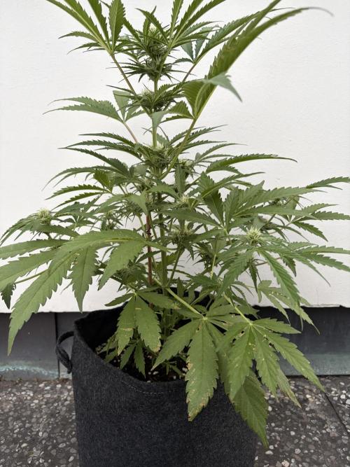 Guava Runtz Auto - Outdoor Diary 2026. Week 7