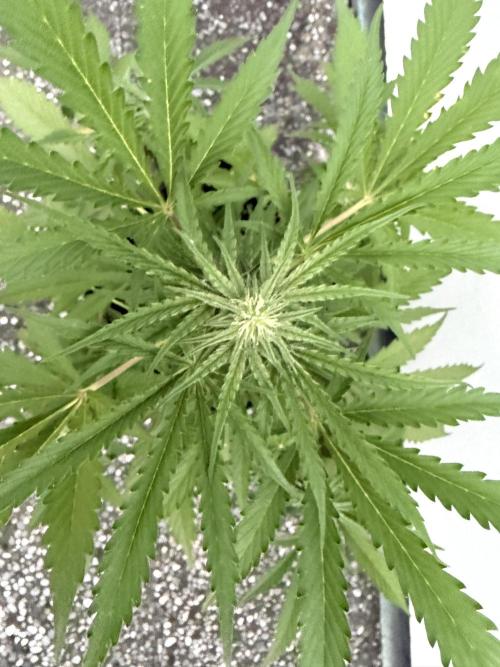 Guava Runtz Auto - Outdoor Diary 2026. Week 7