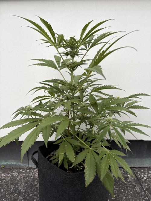 Guava Runtz Auto - Outdoor Diary 2026. Week 7