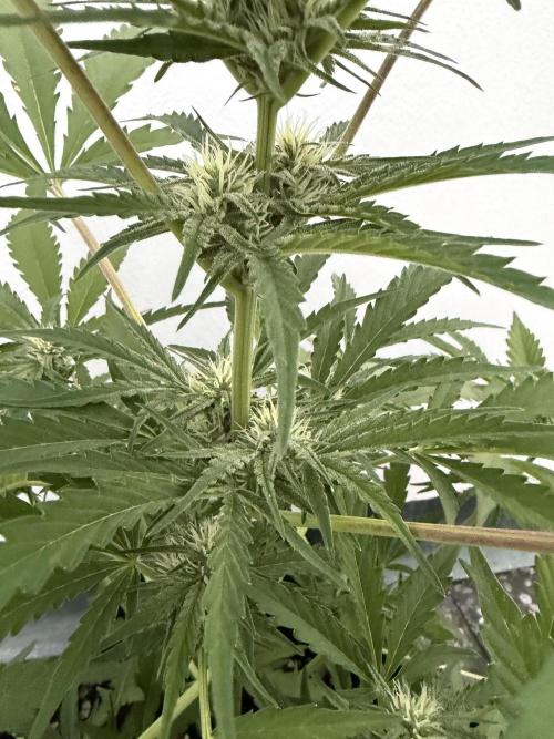 Guava Runtz Auto - Outdoor Diary 2026. Week 7