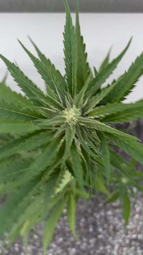 Banana Guava - Outdoor Diary 2026