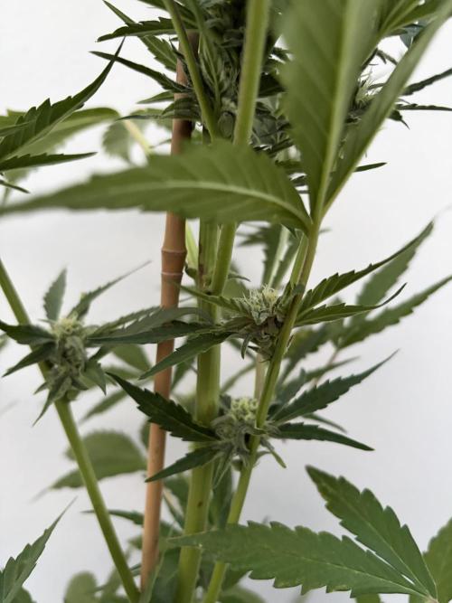 Banana Guava - Outdoor Diary 2026. Week 7