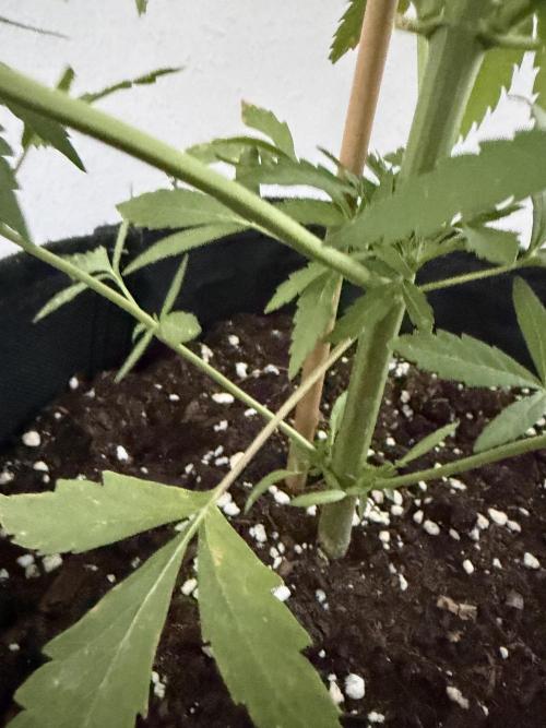 Banana Guava - Outdoor Diary 2026. Week 7