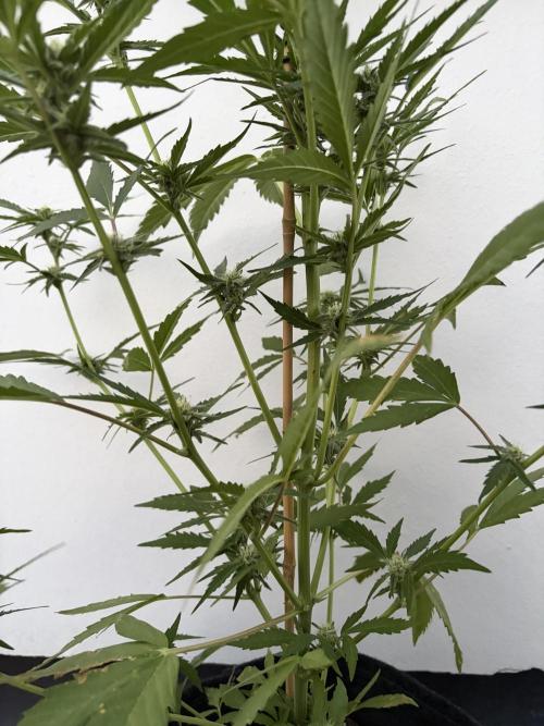 Banana Guava - Outdoor Diary 2026. Week 7
