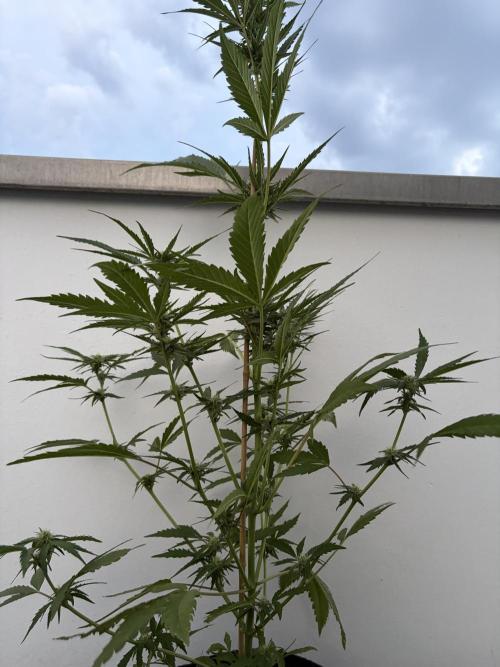 Banana Guava Auto. Week 7