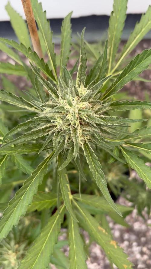 Guava Sundae Auto - Outdoor Diary 2026