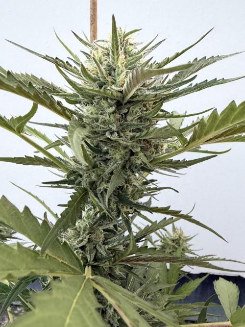 Guava Sundae Auto - Outdoor Diary 2026. Week 8