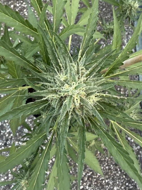 Guava Sundae Auto - Outdoor Diary 2026. Week 8