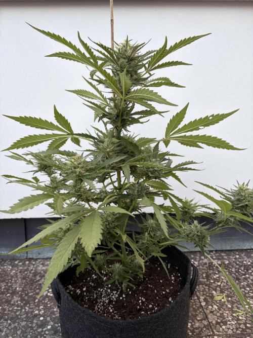 Guava Sundae Auto - Outdoor Diary 2026. Week 8