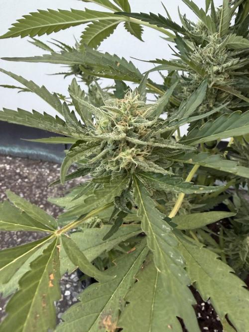 Guava Sundae Auto. Week 8