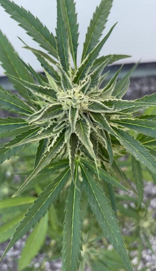Banana Guava - Outdoor Diary 2026