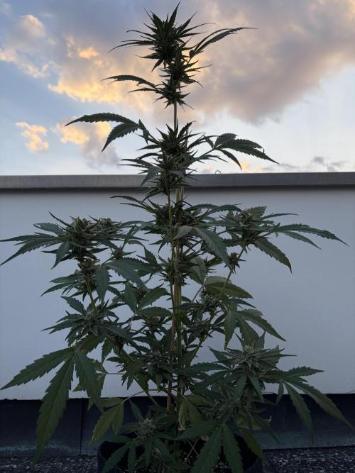 Banana Guava - Outdoor Diary 2026. Week 8