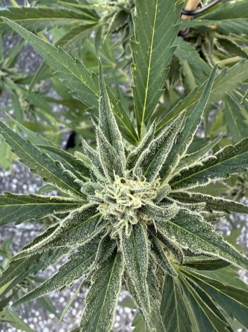 Banana Guava - Outdoor Diary 2026. Week 8