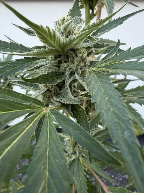 Banana Guava - Outdoor Diary 2026. Week 8