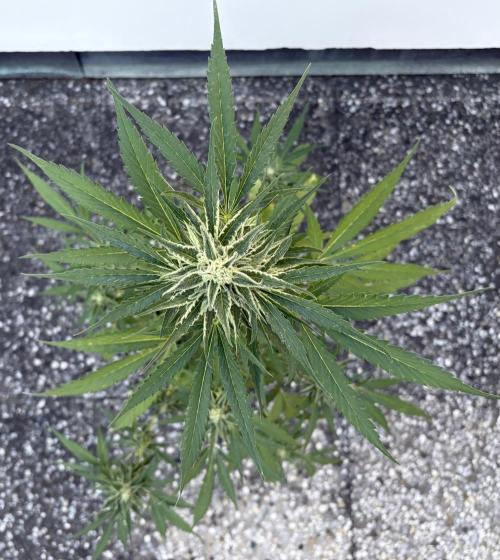 Banana Guava Auto. Week 8