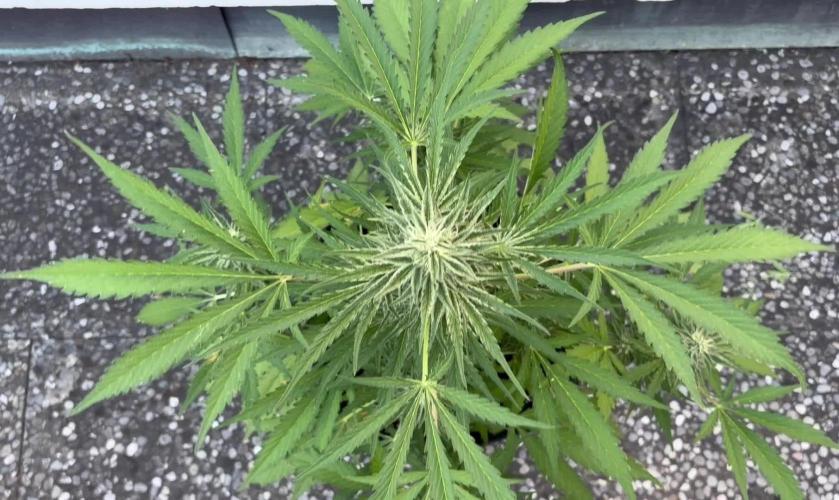 Guava Runtz Auto - Outdoor Diary 2026