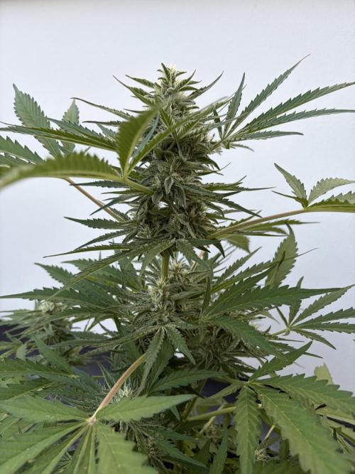 Guava Runtz Auto - Outdoor Diary 2026. Week 8