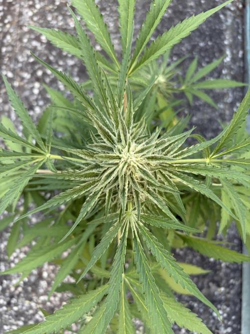 Guava Runtz Auto - Outdoor Diary 2026. Week 8