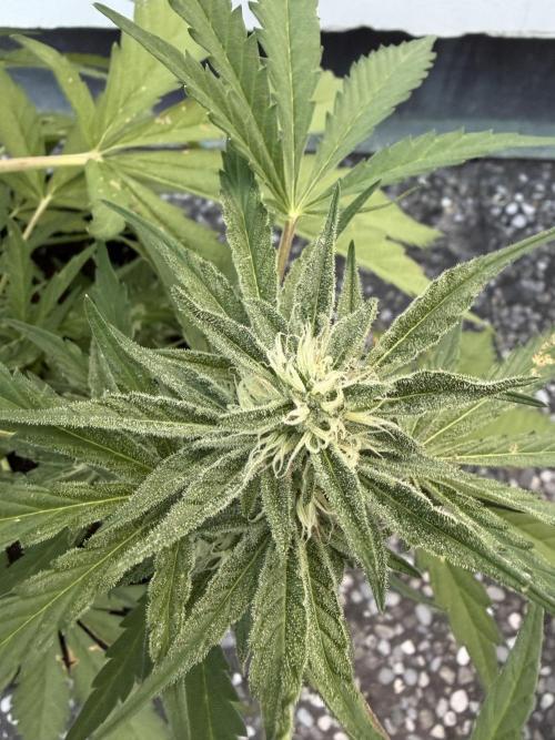 Guava Runtz Auto - Outdoor Diary 2026. Week 8