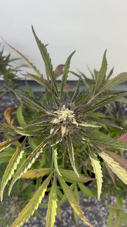 Guava Sundae Auto - Outdoor Diary 2026