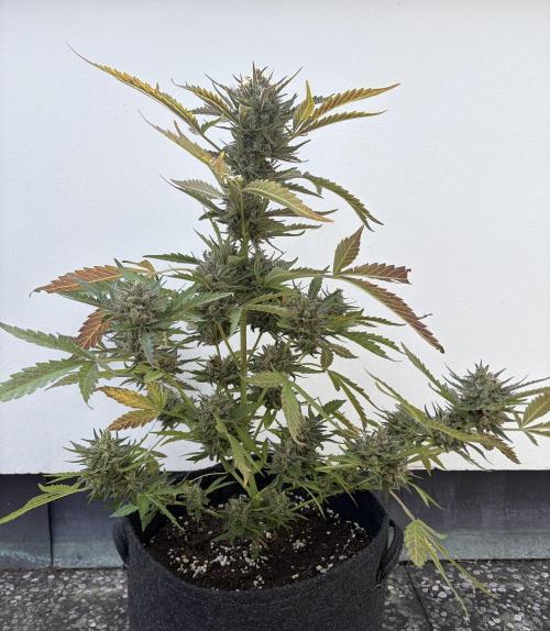 Guava Sundae Auto - Outdoor Diary 2026. Week 9