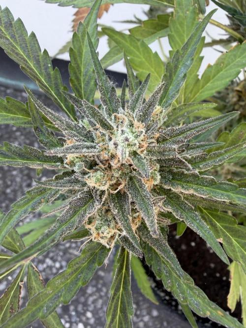 Guava Sundae Auto - Outdoor Diary 2026. Week 9