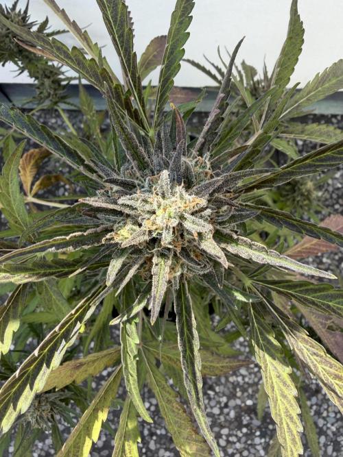 Guava Sundae Auto - Outdoor Diary 2026. Week 9