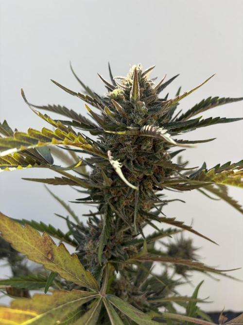 Guava Sundae Auto - Outdoor Diary 2026. Week 9