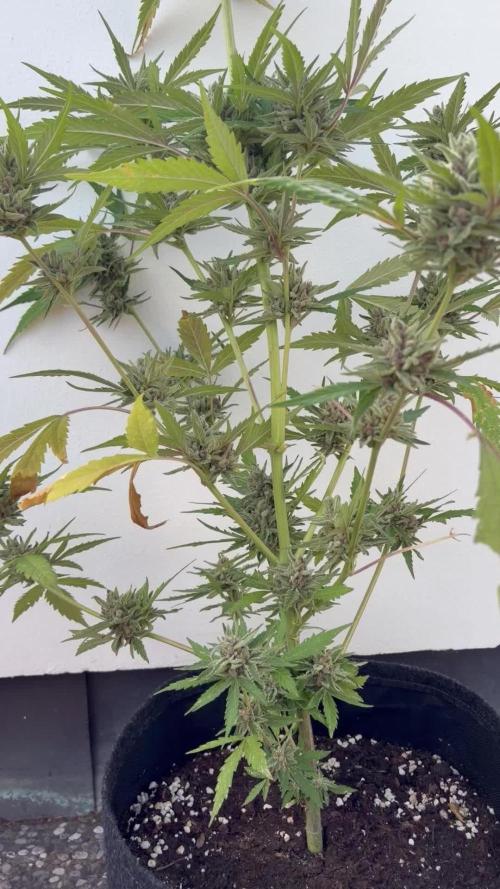 Banana Guava - Outdoor Diary 2026