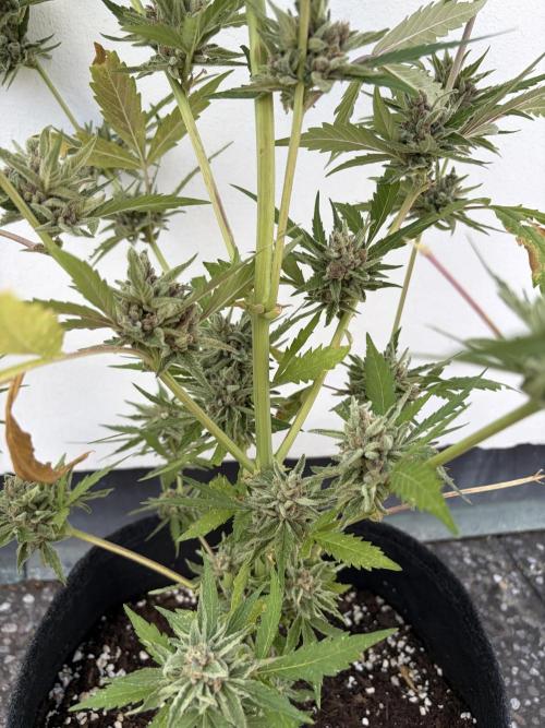 Banana Guava - Outdoor Diary 2026. Week 9