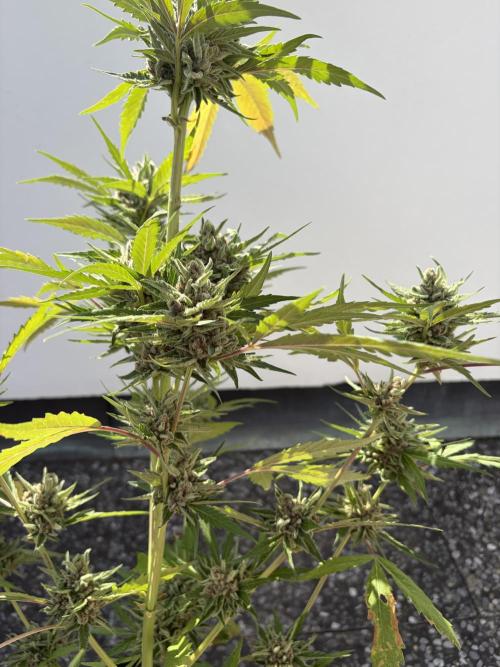 Banana Guava - Outdoor Diary 2026. Week 9