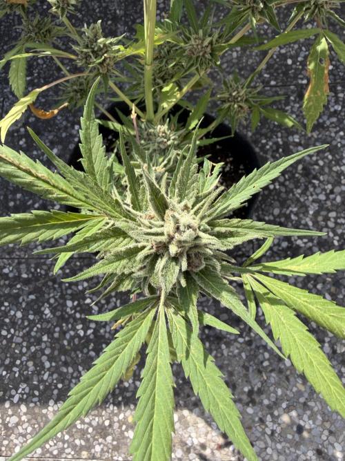 Banana Guava - Outdoor Diary 2026. Week 9