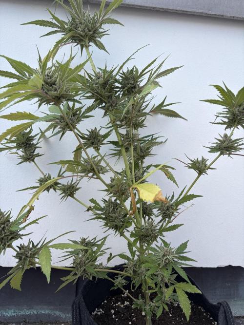 Banana Guava - Outdoor Diary 2026. Week 9